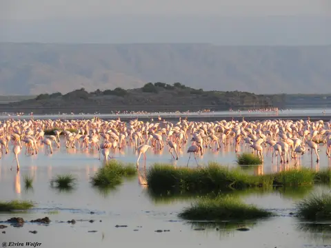 Zwergflamingos5.jpg