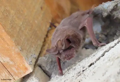 bat.jpg