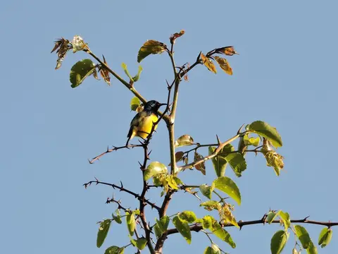 h6db5335.JPG