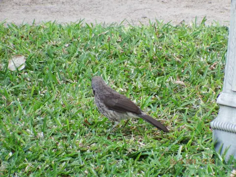 DSCF8666.JPG
