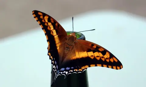 h5e834a3.jpg