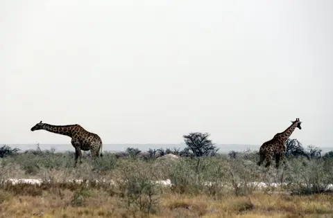 h80878d0.jpg
