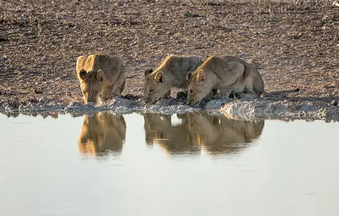 2183Etosha09052017.jpg
