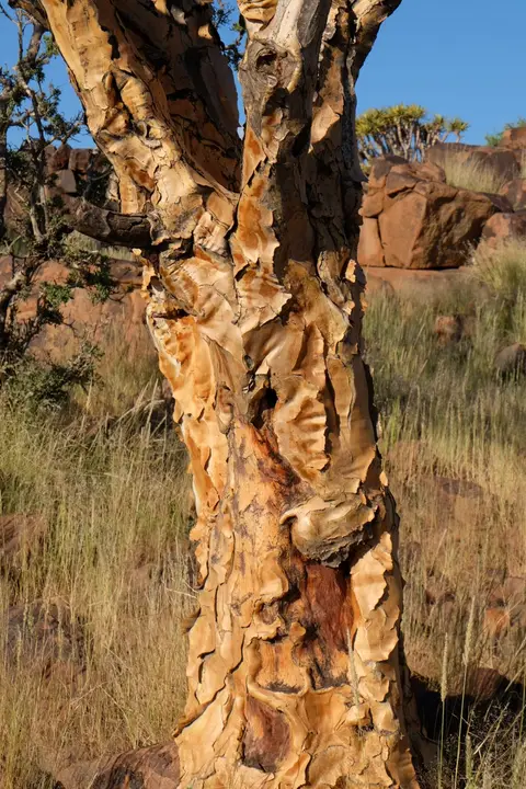 DSCF4564.JPG