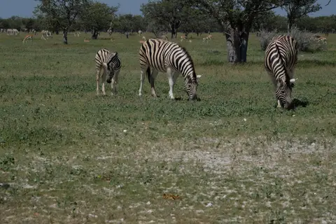 DSCF5174.JPG