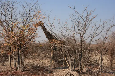 2016-Namibia(553von249).jpg