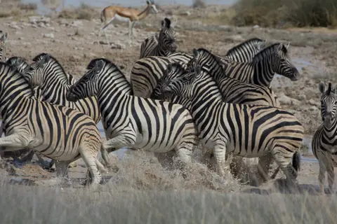 2016-Namibia-0049.jpg