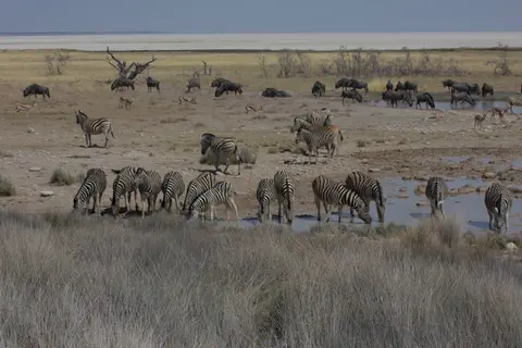 2016-Namibia-0056-2.jpg