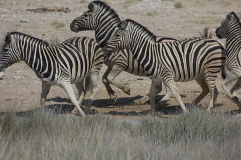 2016-Namibia-0057-2.jpg