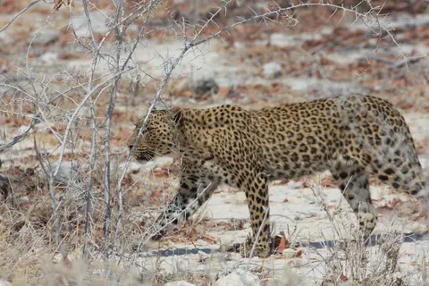 2016-Namibia-0102-2.jpg