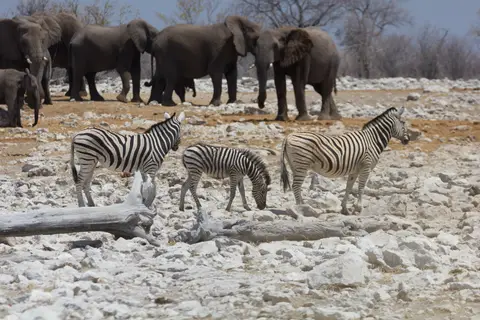 2016-Namibia-0157-2.jpg