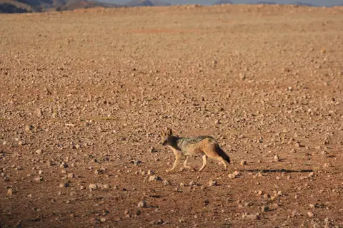 2016-Namibia-0173.jpg