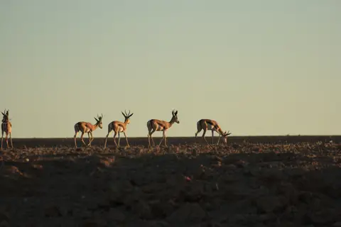 2016-Namibia-0227.jpg