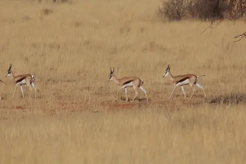 2016-Namibia-8920.jpg