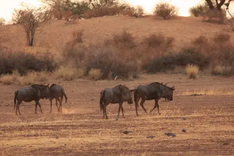 2016-Namibia-9003.jpg