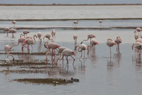 2016-Namibia-9210.jpg