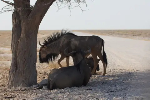 2016-Namibia-9450.jpg