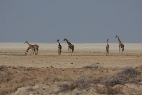 2016-Namibia-9462.jpg