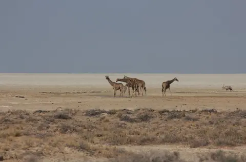 2016-Namibia-9468.jpg