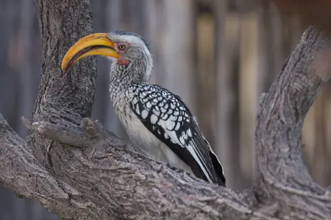 2016-Namibia-9507.jpg