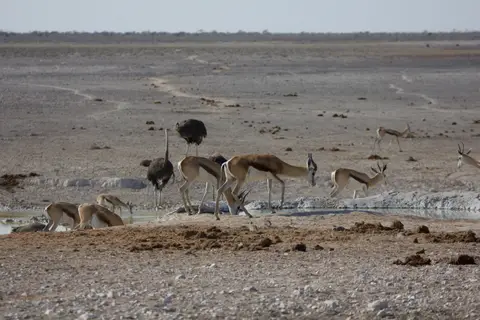 2016-Namibia-9514.jpg