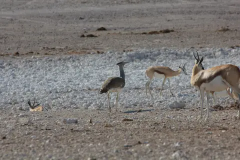 2016-Namibia-9519.jpg