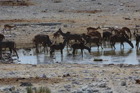 2016-Namibia-9535.jpg