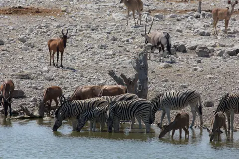 2016-Namibia-9549.jpg