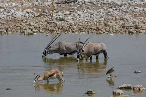 2016-Namibia-9614.jpg