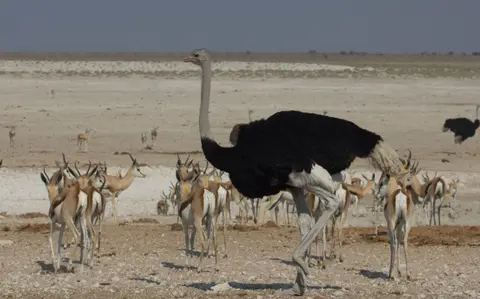 2016-Namibia-9667.jpg