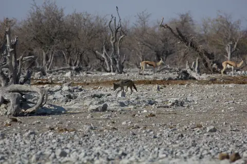 2016-Namibia-9690.jpg