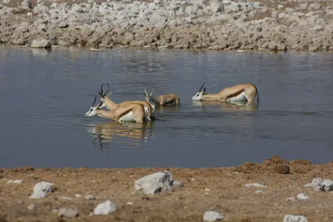 2016-Namibia-9713.jpg