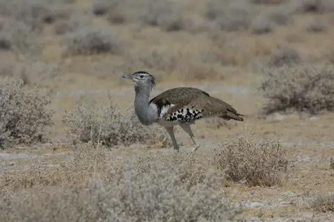 2016-Namibia-9737.jpg