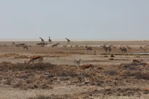 2016-Namibia-9747.jpg