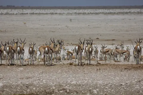 2016-Namibia-9851.jpg