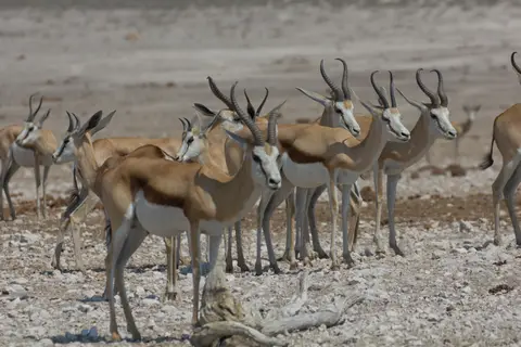 2016-Namibia-9869.jpg