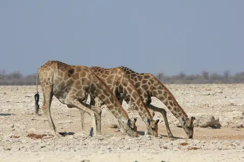 2016-Namibia-9872.jpg