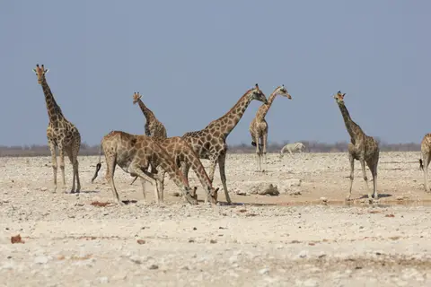 2016-Namibia-9876.jpg
