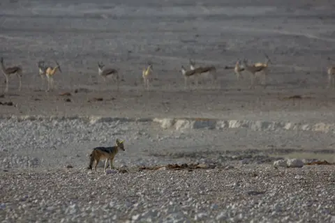 2016-Namibia-9971.jpg