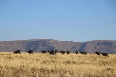 S.A01(88)-2.jpg