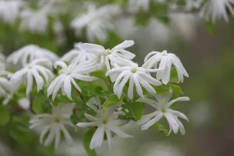 hc5560f1.jpg