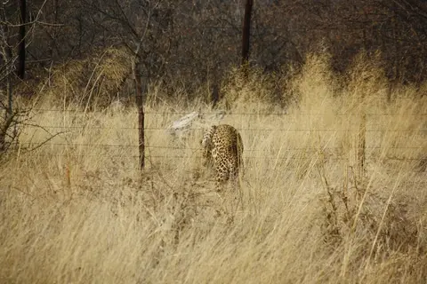 Leopard(2).jpg