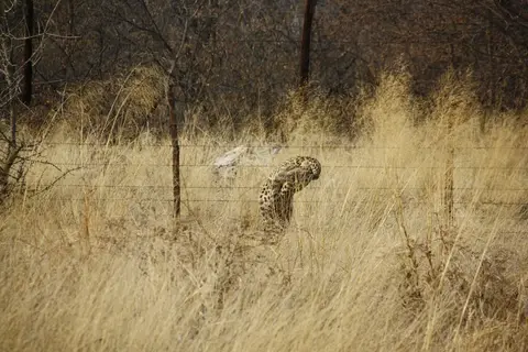 Leopard(3).jpg