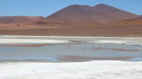 Flamingos.JPG