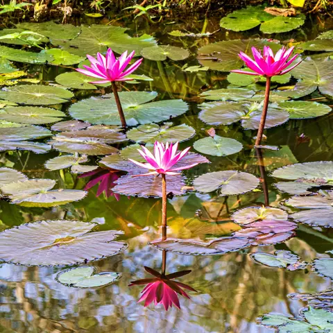 OM103353-2_Radiant.jpg