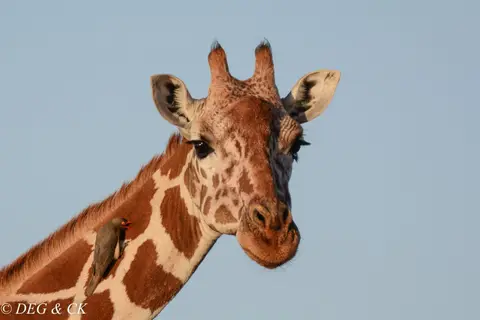 Lewa(105von20).jpg