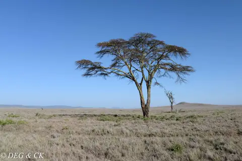 Lewa(110von20).jpg