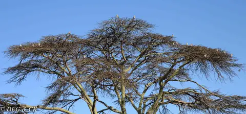 Lewa(111von20).jpg