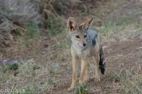 Lewa(12von16).jpg
