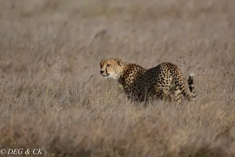 Lewa(5von16).jpg
